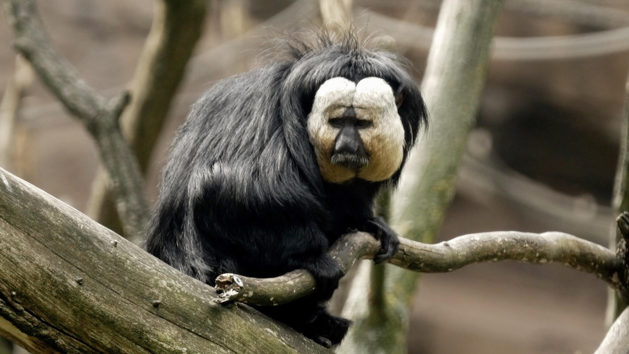 Zoologische Gesellschaft (Zoological Society), Ann Oren