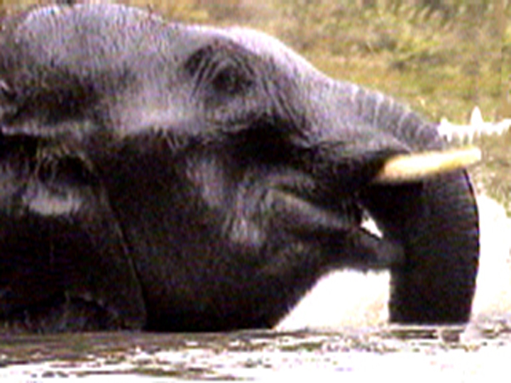 Ganapati/A Spirit in the Bush