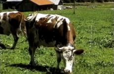 Paul Kos, La Vache