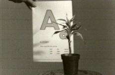 Teaching a Plant the Alphabet