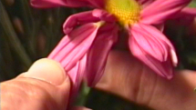 The Plucking of the Succulents