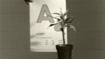 Teaching a Plant the Alphabet